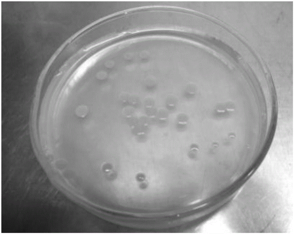 Chryseobacterium for efficient degradation of picolinic acid, and applications thereof