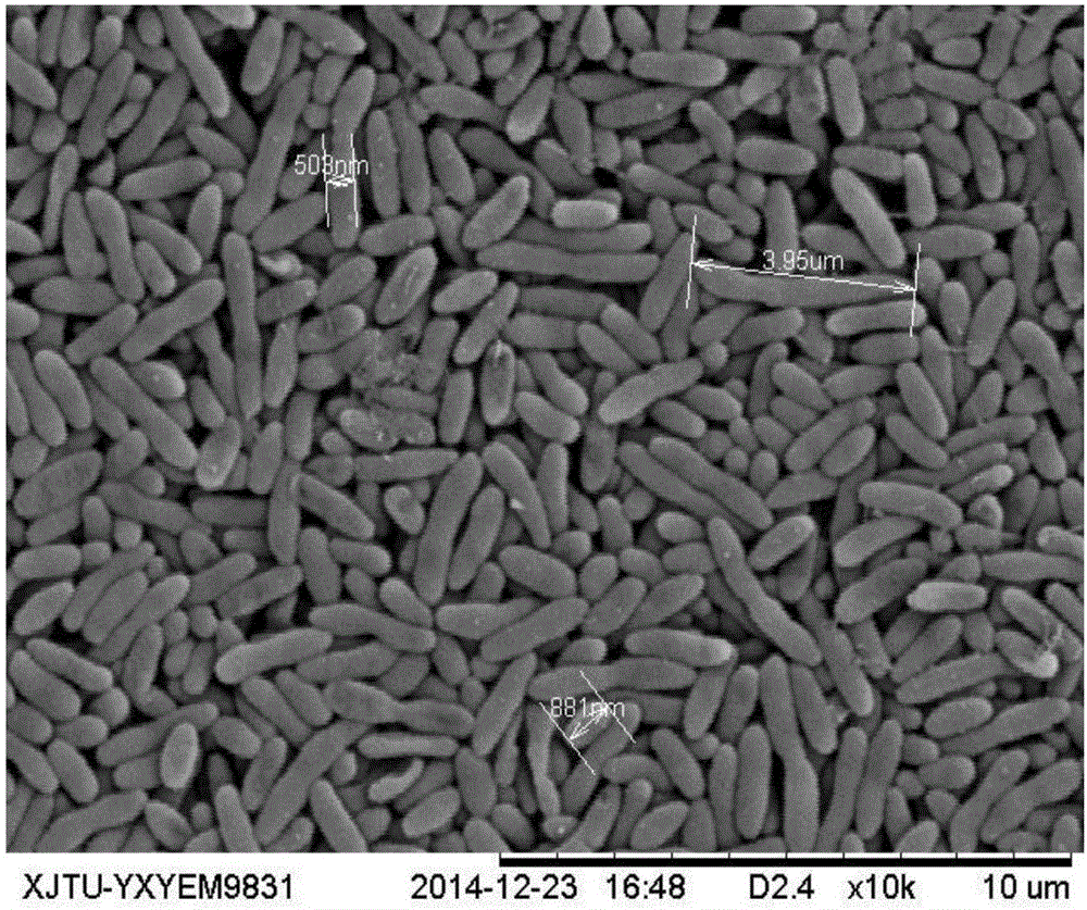 Chryseobacterium for efficient degradation of picolinic acid, and applications thereof