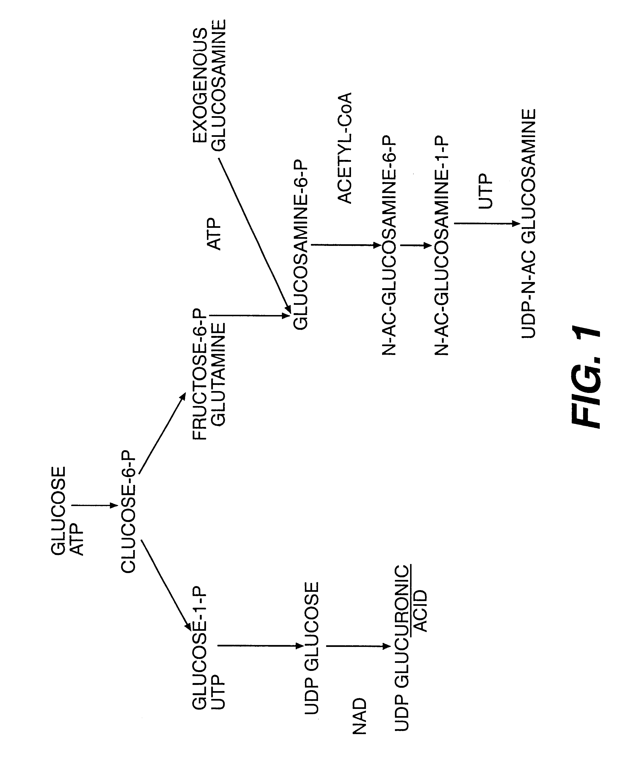 Aminosugar and glycosaminoglycan composition for the treatment and repair of connective tissue
