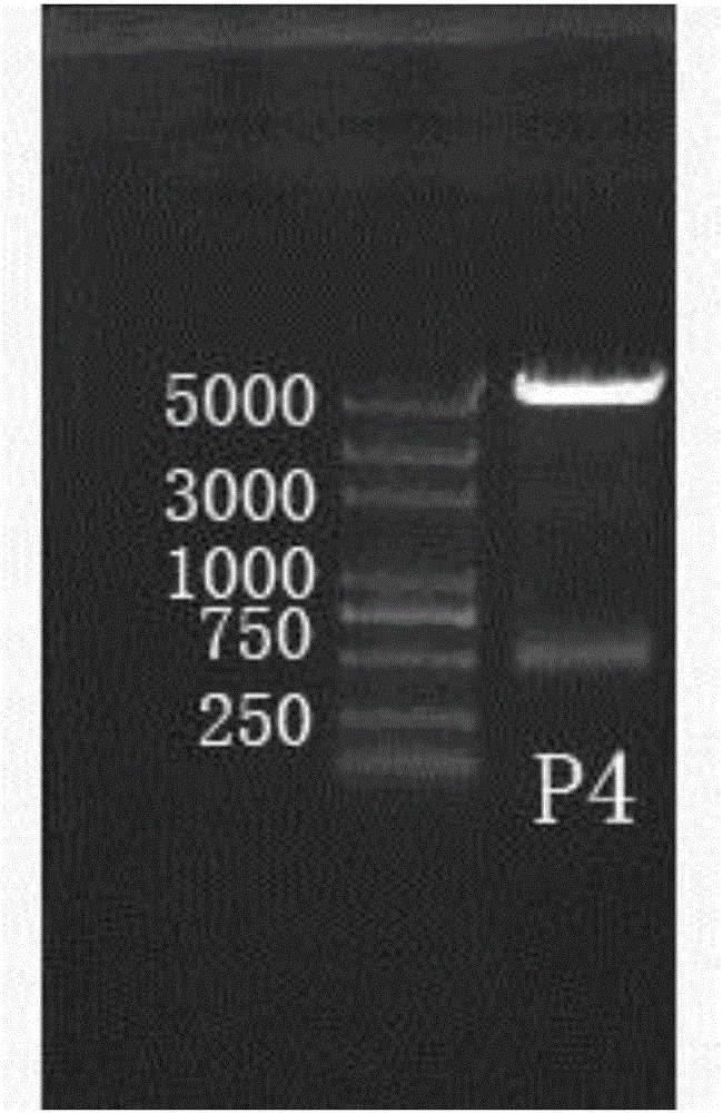 Puralpha gene segment P4 and application thereof