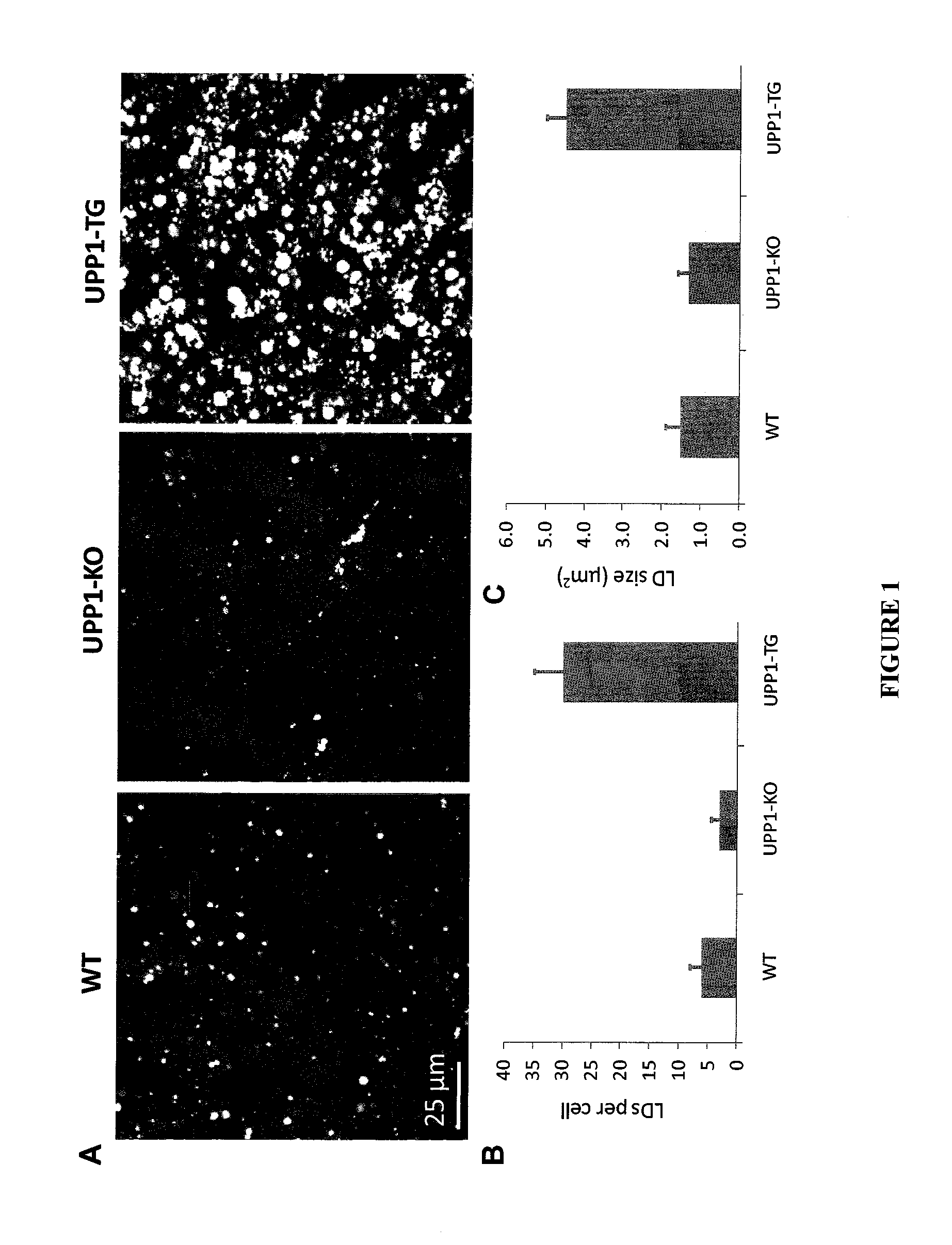 Methods for Treating Fatty Liver Disease