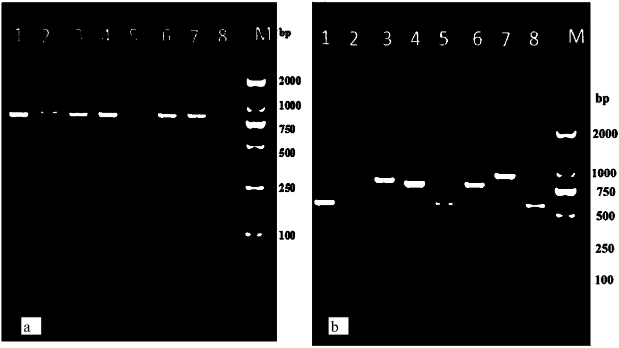 Early stage molecular detection and identification method and application for eight kinds of oophagous trichogrammae in trichogrammatidae family