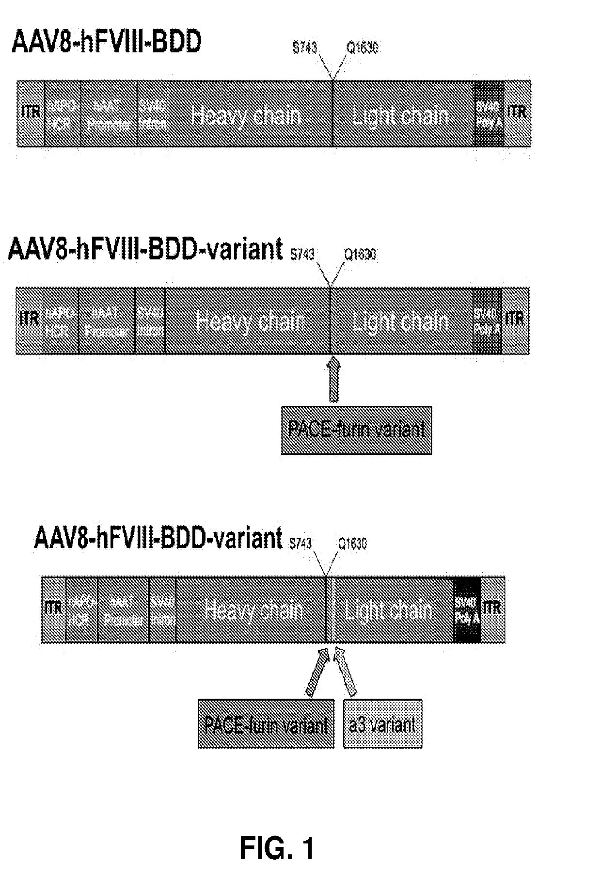 Factor viii variants, nucleic acid sequences, and methods and uses for treatment of hemostasis disorders