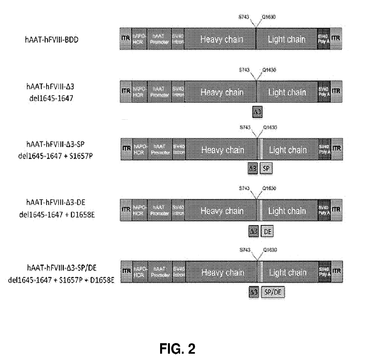 Factor viii variants, nucleic acid sequences, and methods and uses for treatment of hemostasis disorders