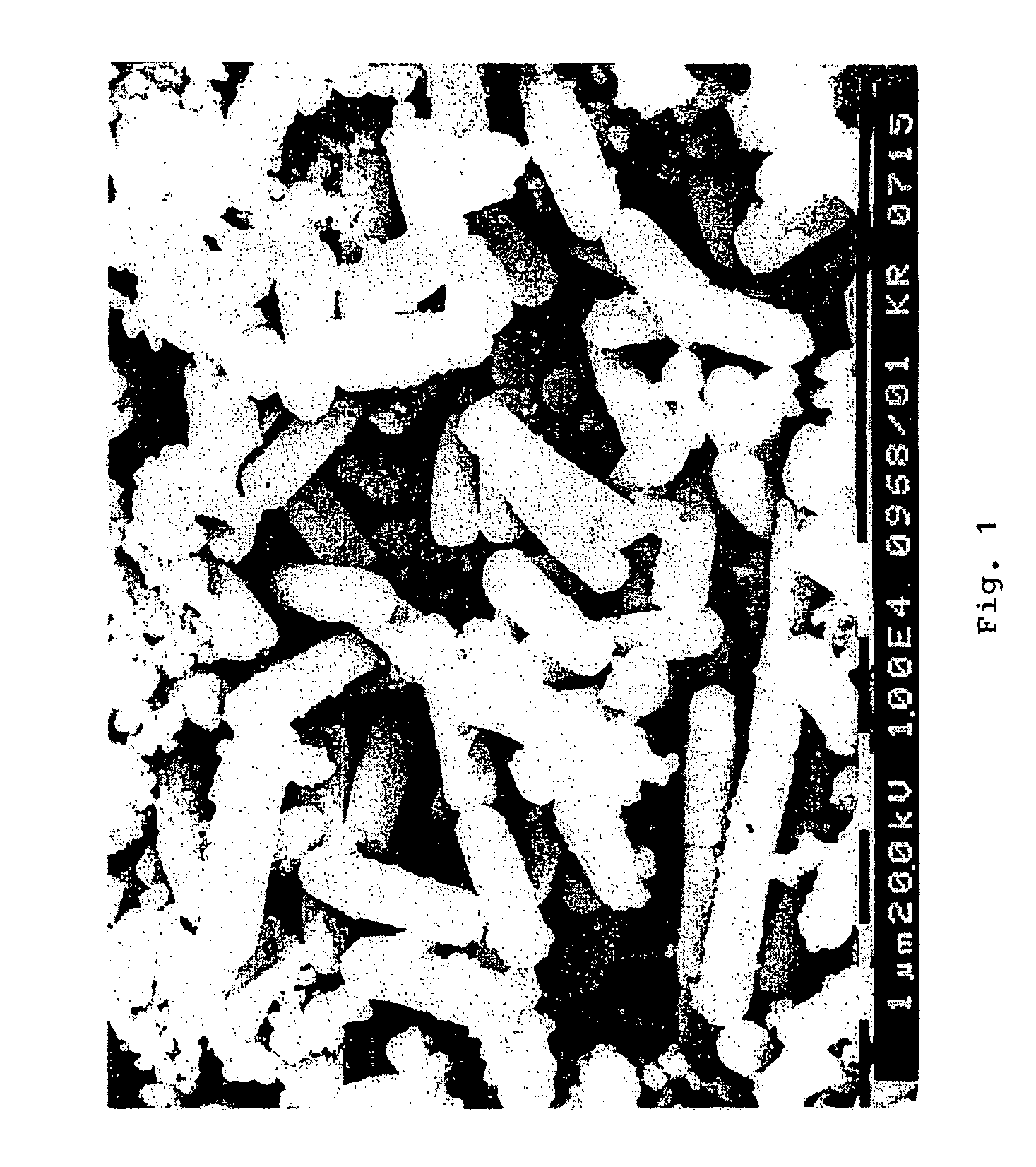 Bacillus amyloliquefaciens KTGB0202 and control method of plant pathogenic fungi using that