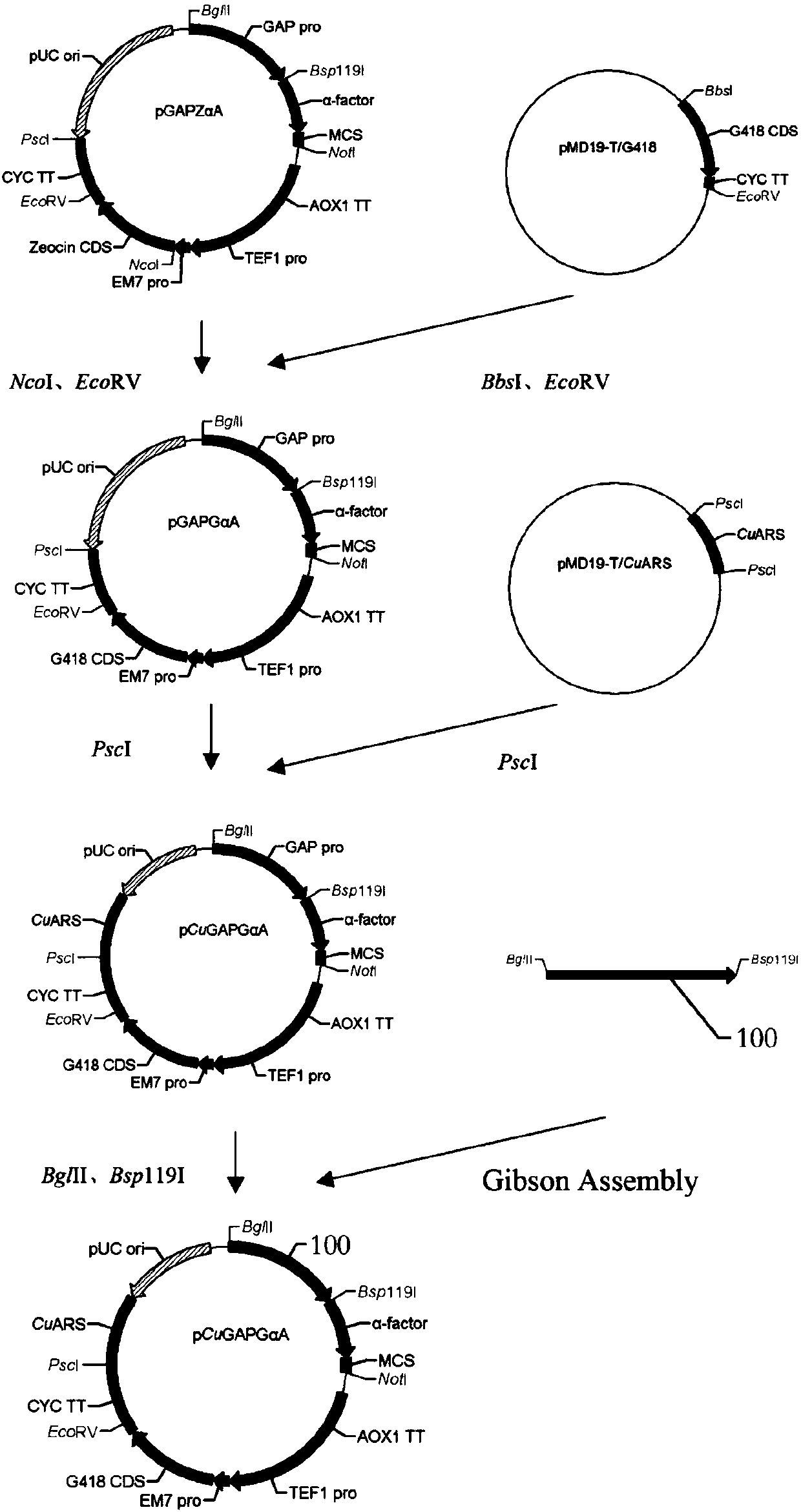 Episomal expression vectors for Candida utilis, and construction method and application thereof