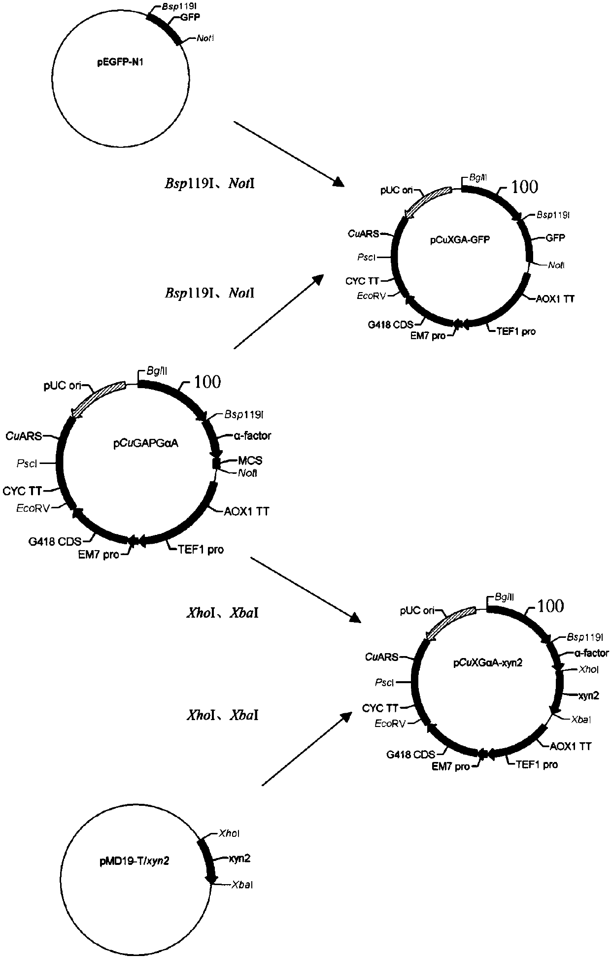 Episomal expression vectors for Candida utilis, and construction method and application thereof