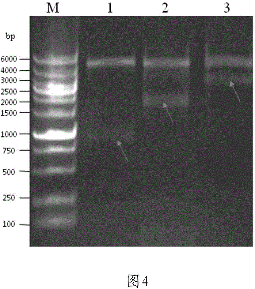 Interest protein preparation method and purpose thereof