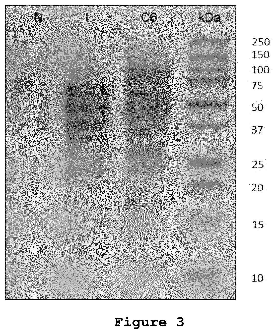 Vaccination with microvesicles derived from tumour cells for cancer treatment