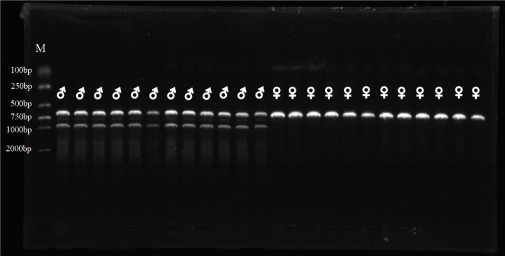 Specific marker for male and female genetic sex of oplegnathus punctatus, identification method and kit