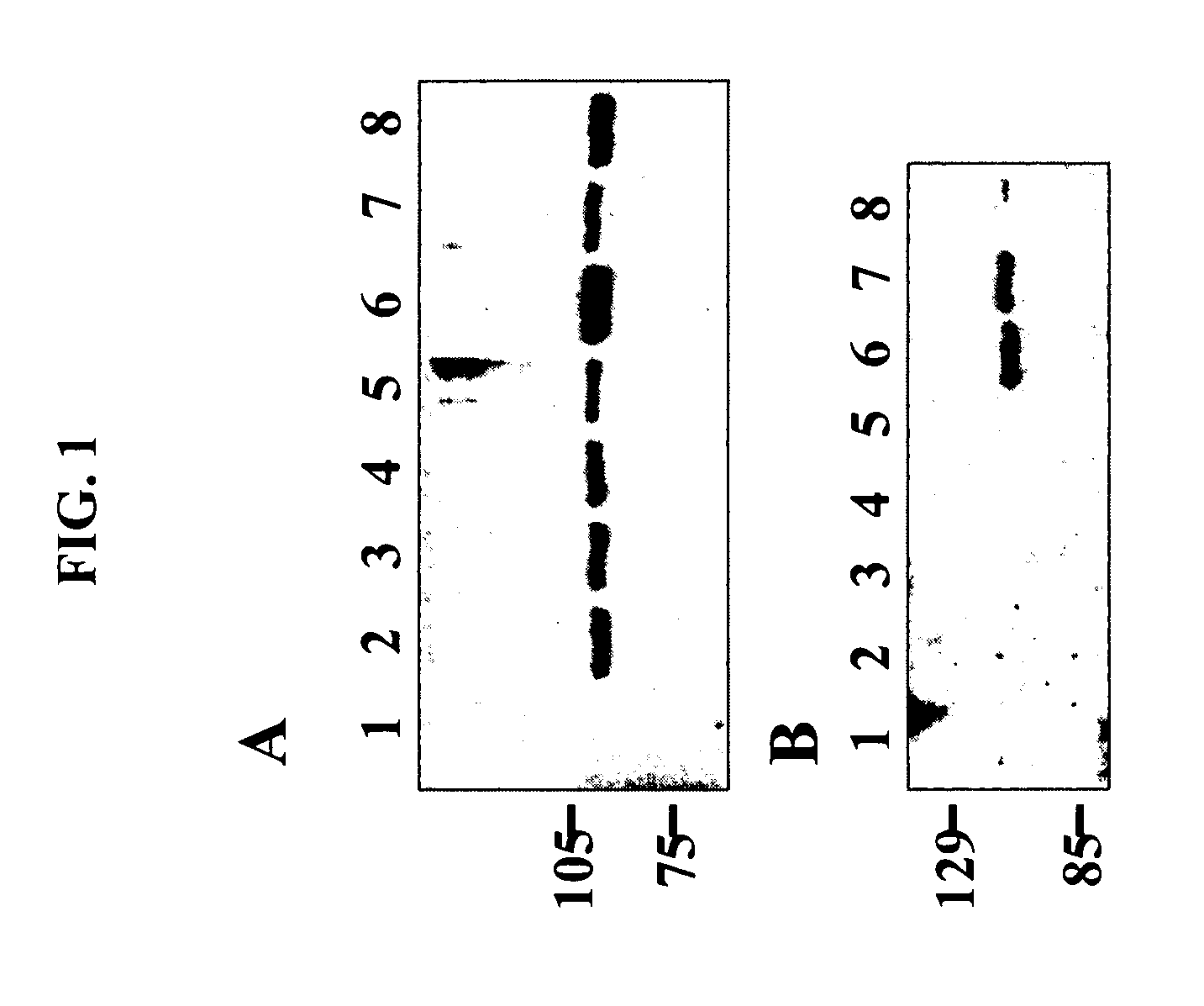 Product and methods for diagnosis and therapy for cardiac and skeletal muscle disorders