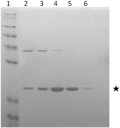 Preparation method and application of engineering bacteria for efficiently expressing growth hormone