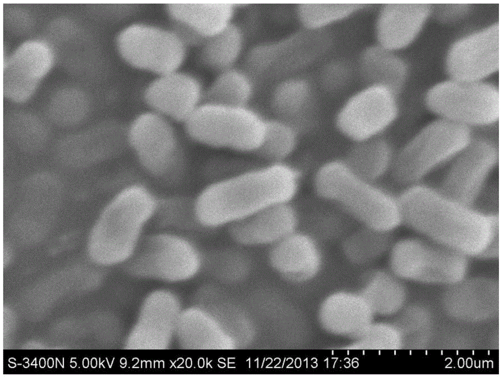 Strain L252 capable of efficiently degrading lignocellulose substances and application of strain