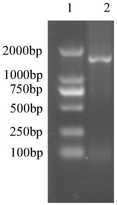 Strain L252 capable of efficiently degrading lignocellulose substances and application of strain