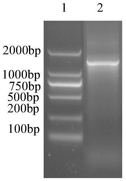 Strain L252 capable of efficiently degrading lignocellulose substances and application of strain