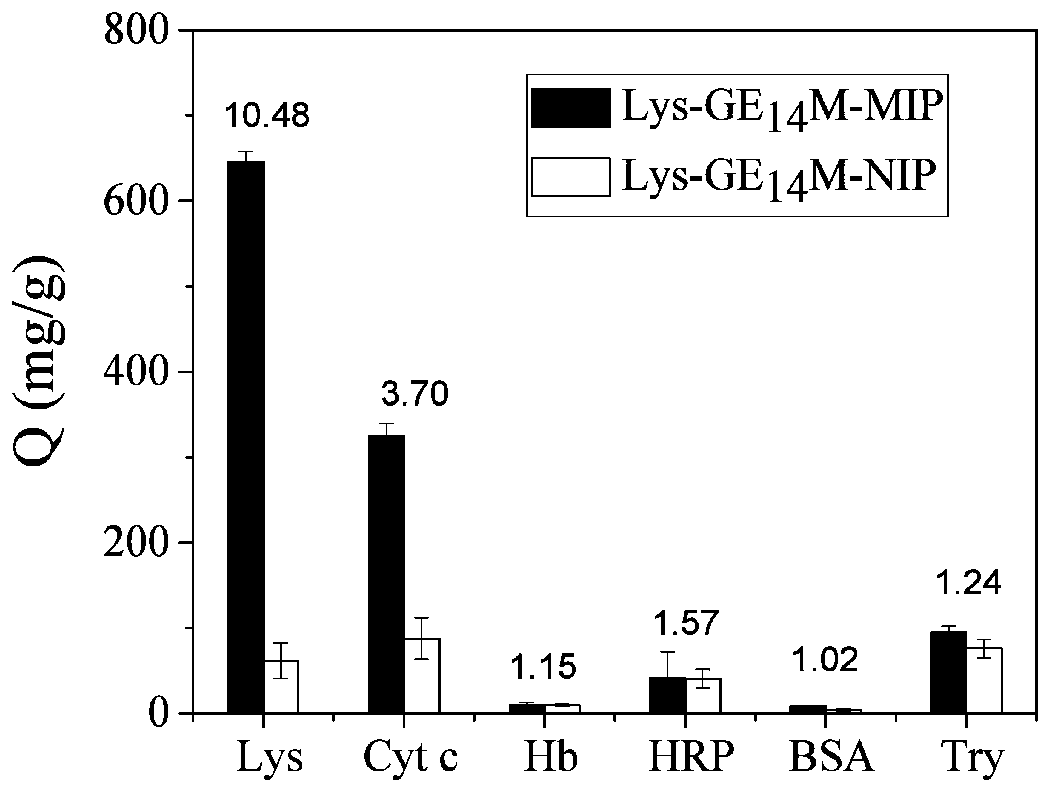 Polypeptide cross-linked protein molecularly imprinted polymer and its preparation method and application