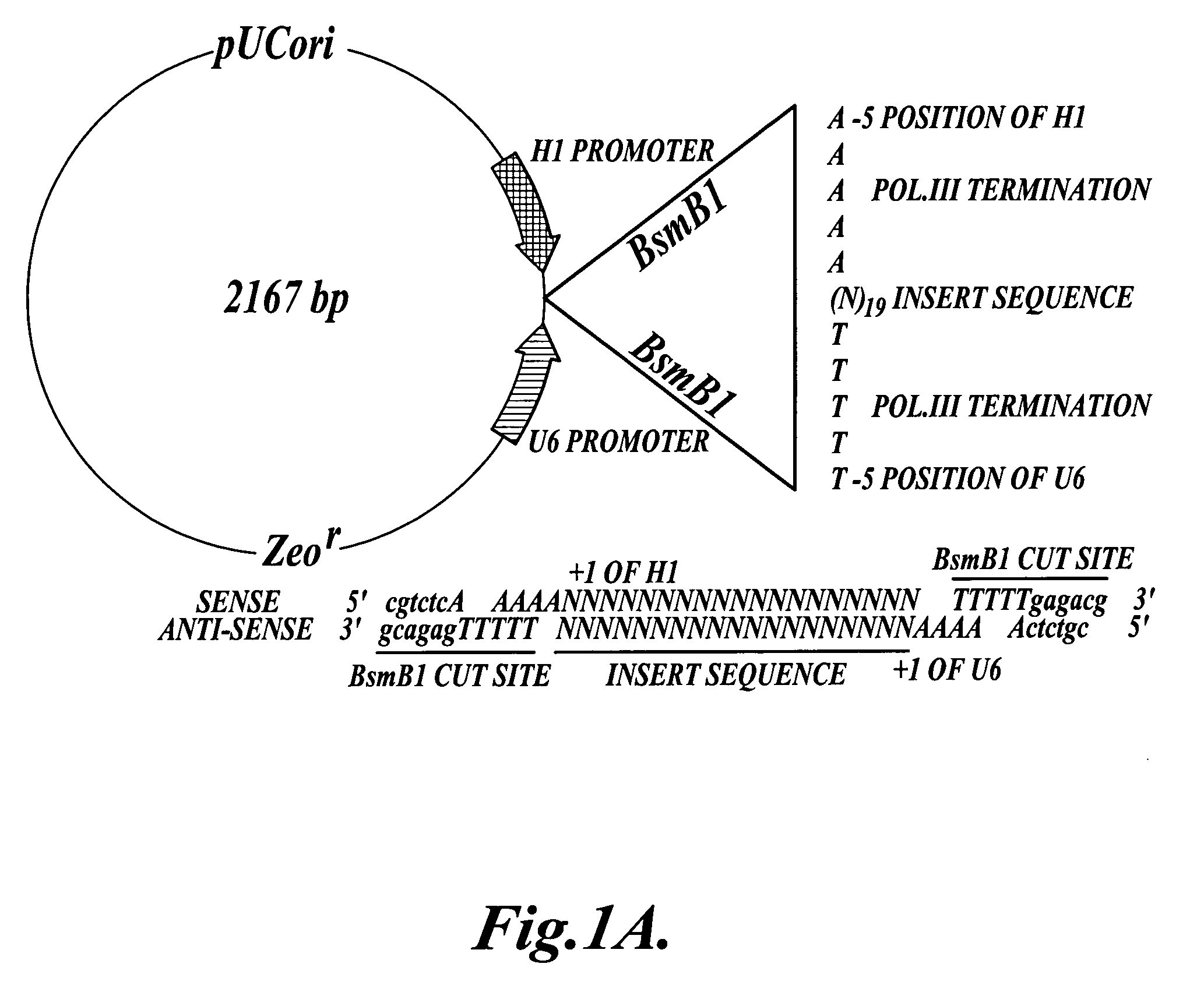 Methods and vectors for expressing siRNA