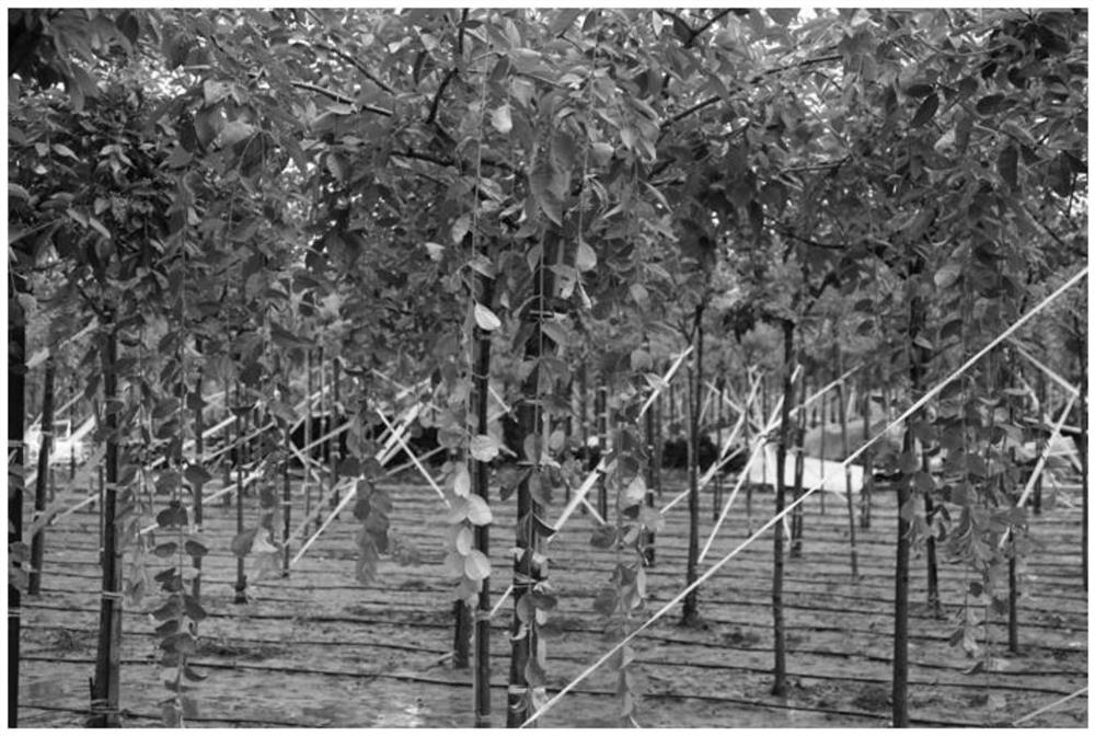 Tissue culture and rapid propagation method of new variety 'Shirley' of vertical branch type chionanthus retusus