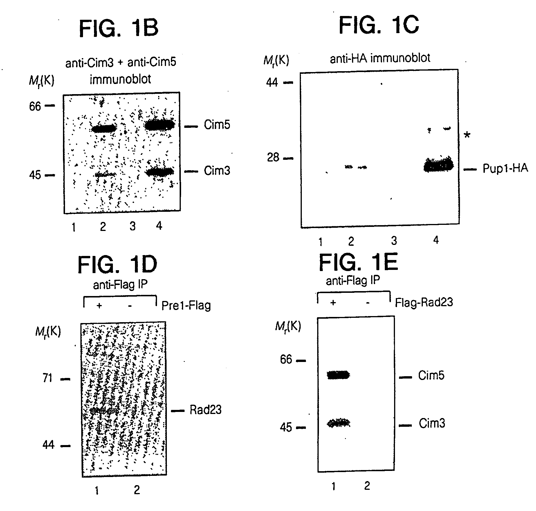 Methods and compositions for rapid purification of proteasomes and methods of use of components thereof