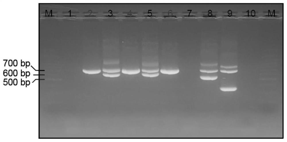 CRISPRi-mediated exosome for inhibiting scar formation as well as preparation method and application thereof