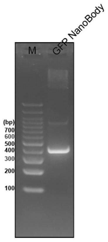 CRISPRi-mediated exosome for inhibiting scar formation as well as preparation method and application thereof