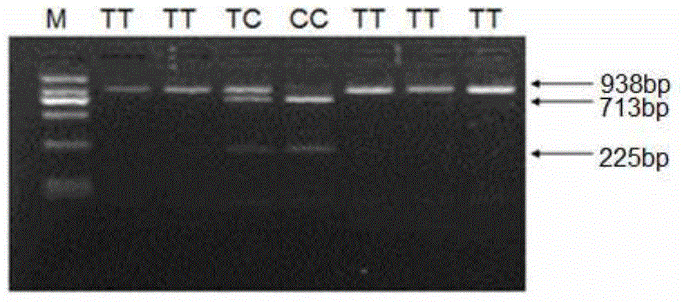 Sheep lambing number trait related molecular marker and application thereof