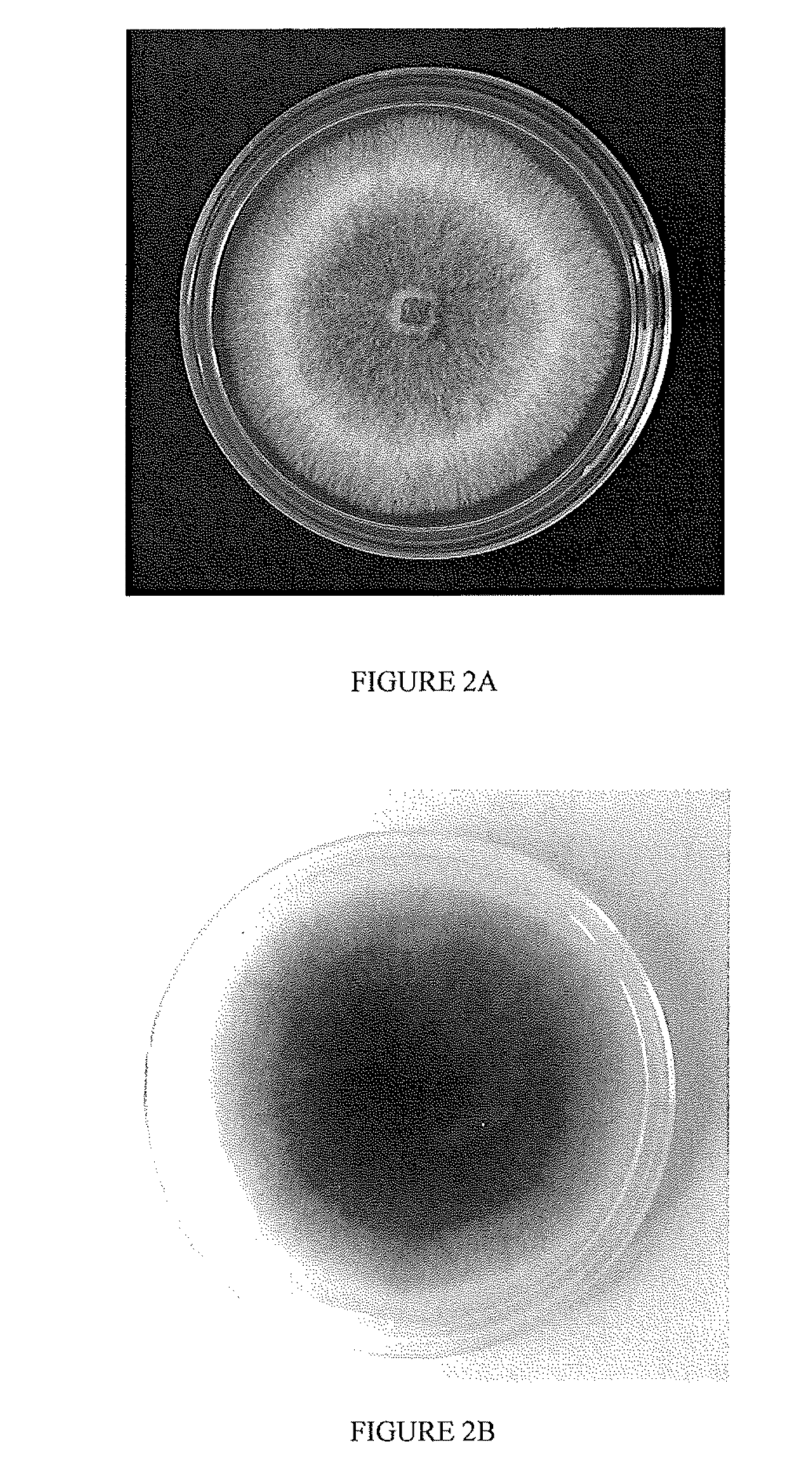 System and Method of Producing Volatile Organic Compounds from Fungi