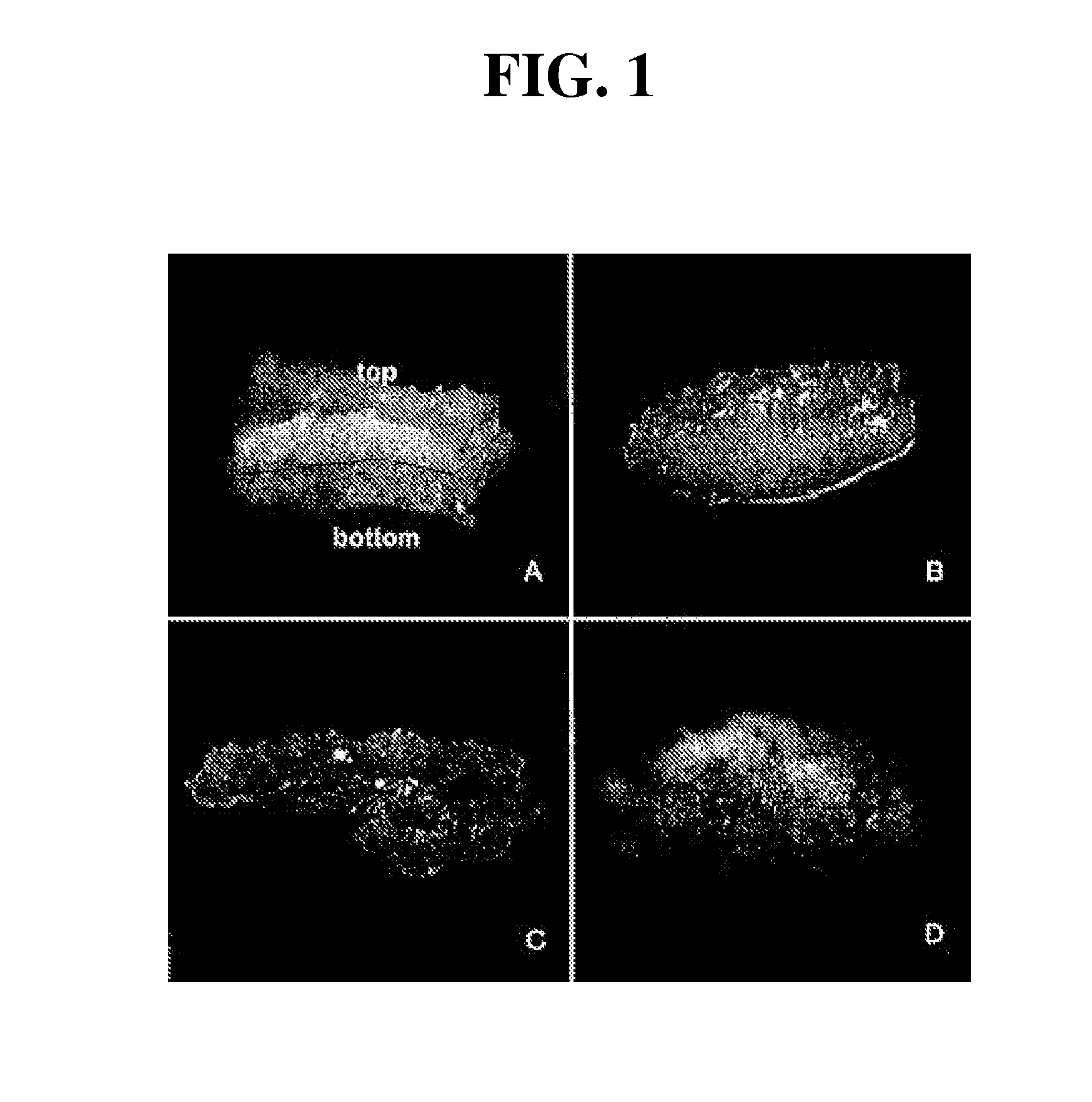 Isolated population of plant single cells and method of preparing same