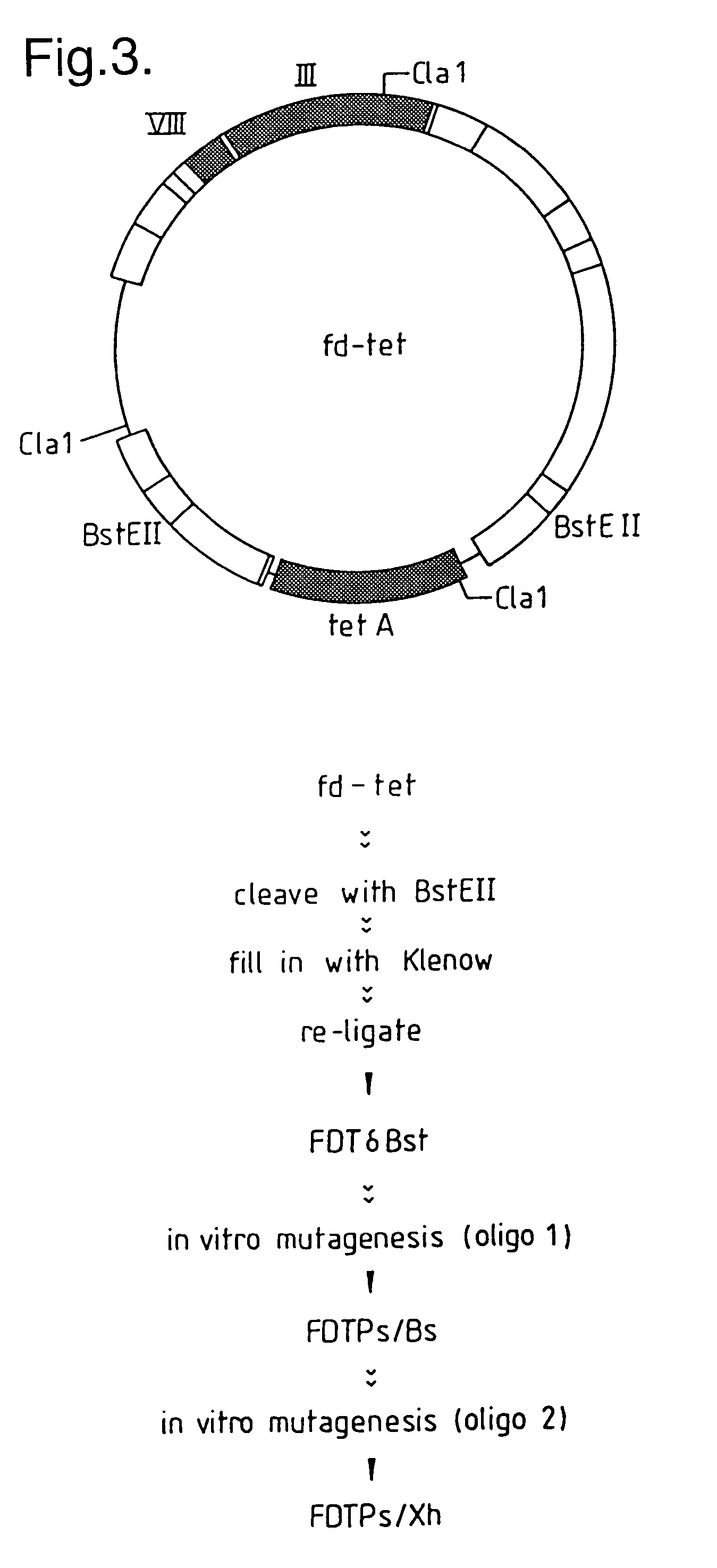 Methods for producing members of specific binding pairs