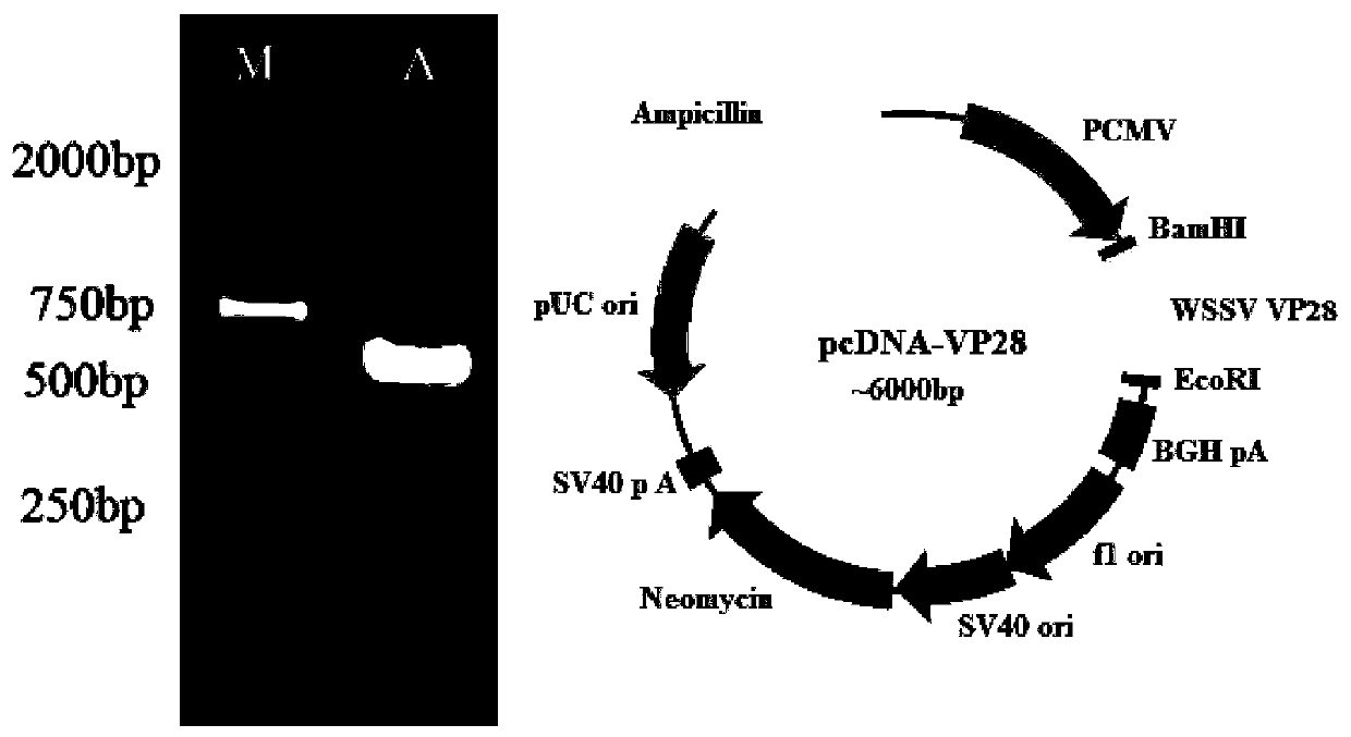 Pseudotype insect baculovirus gene transfer system for prawns, virus, construction method and application