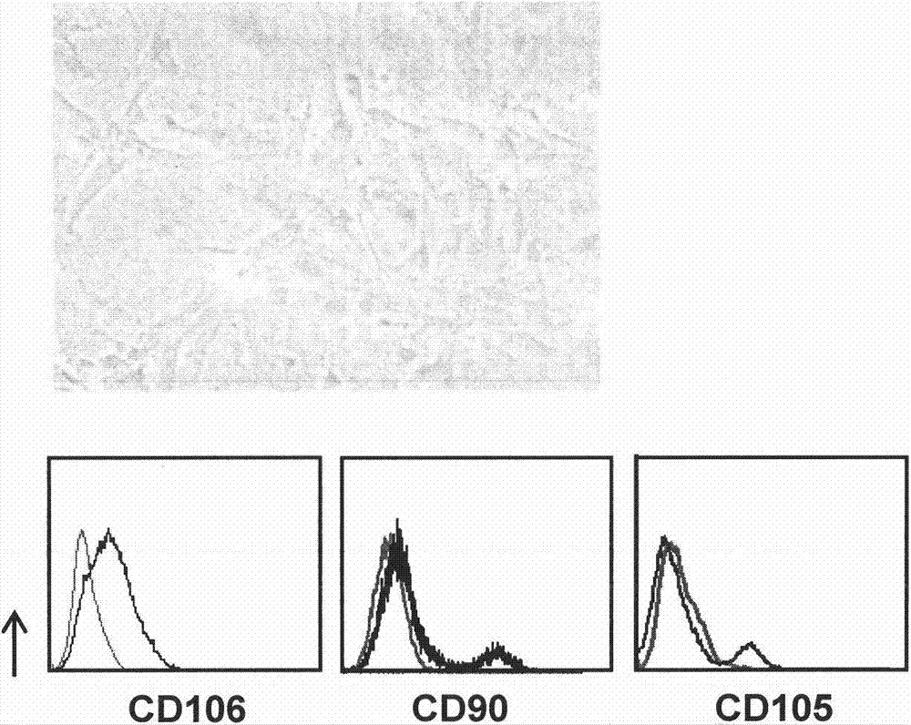 A new method to obtain regulatory macrophages