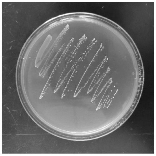 Lactococcus lactis subsp. lactis and application thereof in preparation of soybean milk