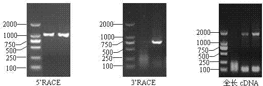 Peanut AhRRS22 gene and application of peanut AhRRS22 gene in resistance to bacterial wilt of tobacco