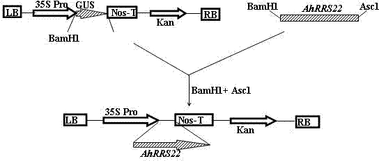 Peanut AhRRS22 gene and application of peanut AhRRS22 gene in resistance to bacterial wilt of tobacco