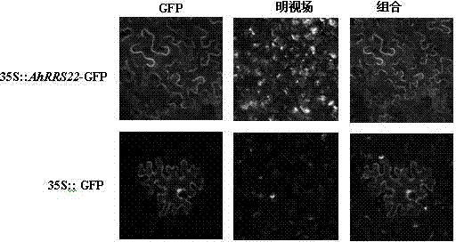 Peanut AhRRS22 gene and application of peanut AhRRS22 gene in resistance to bacterial wilt of tobacco