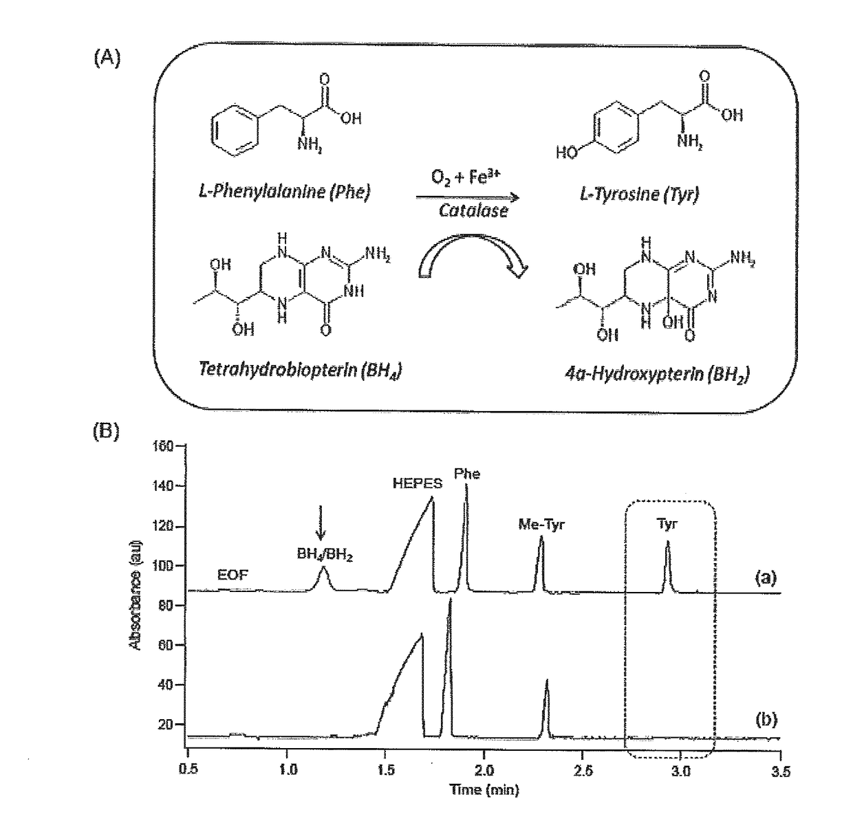 Allosteric activators for treatment of phenylketonuria