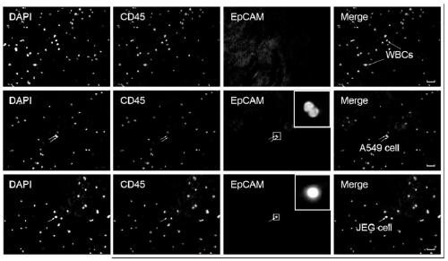 Enriching method and device for circulating tumor cells