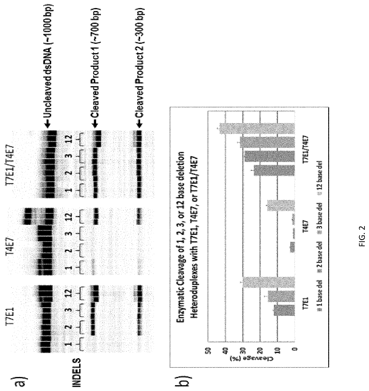 Compositions and methods for improved detection of genomic editing events