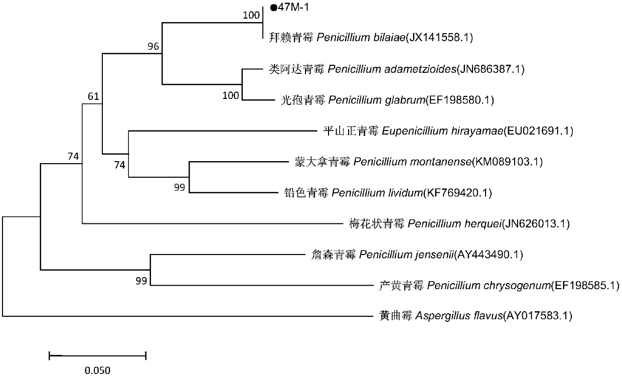 Penicillium bilaiae capable of preventing sesame blight and promoting and guiding resistance and screening method and application thereof