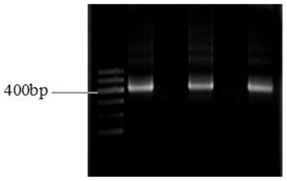 Anti-CTLA-4 nano antibody, coding gene, recombinant nano antibody, recombinant vector, recombinant bacterium and application thereof