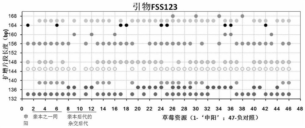 Construction method and application of ssr molecular fingerprint of "Shenyang" strawberry