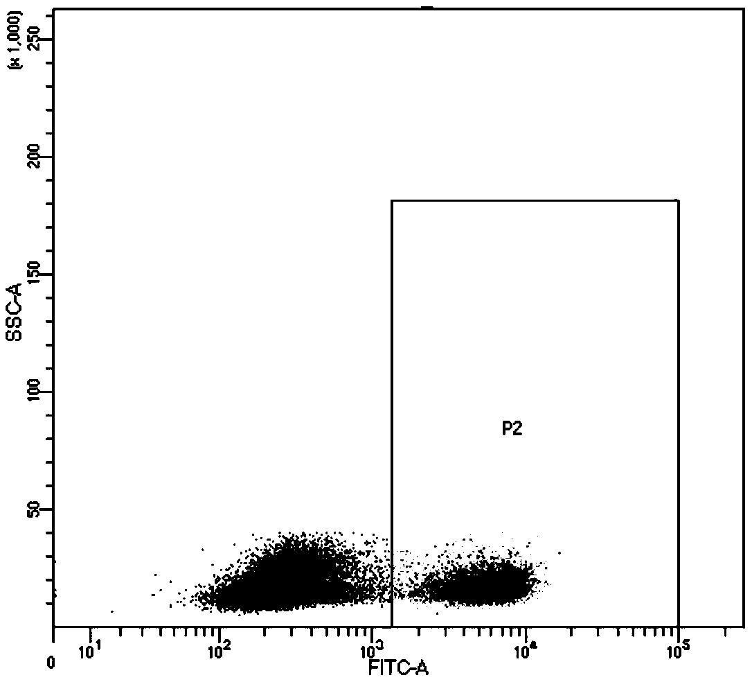 Specific TCR pointing to EGFR L858R gene mutation and application of specific TCR