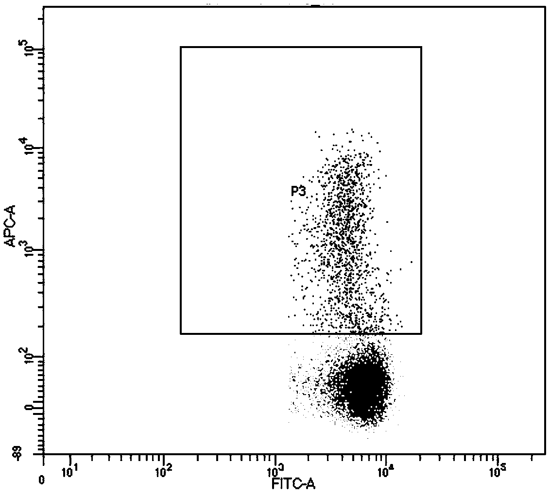 Specific TCR pointing to EGFR L858R gene mutation and application of specific TCR