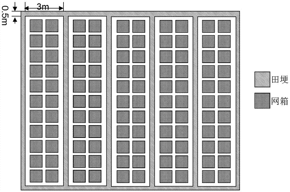 A method for self-propagation, self-cultivation and self-support of rice field eel