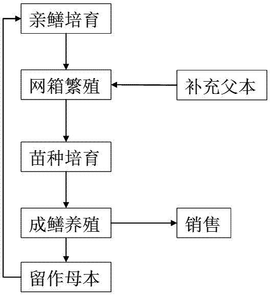 A method for self-propagation, self-cultivation and self-support of rice field eel