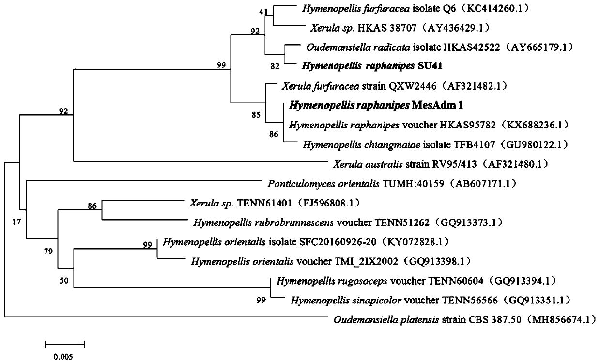 Hymenopellis raphanipes strain and breeding method thereof