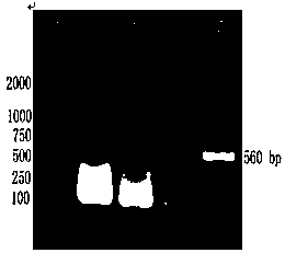 Full-length cDNA sequence of flounder pattern recognition receptor tlr8 and its application