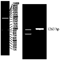 Full-length cDNA sequence of flounder pattern recognition receptor tlr8 and its application