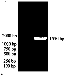 Full-length cDNA sequence of flounder pattern recognition receptor tlr8 and its application