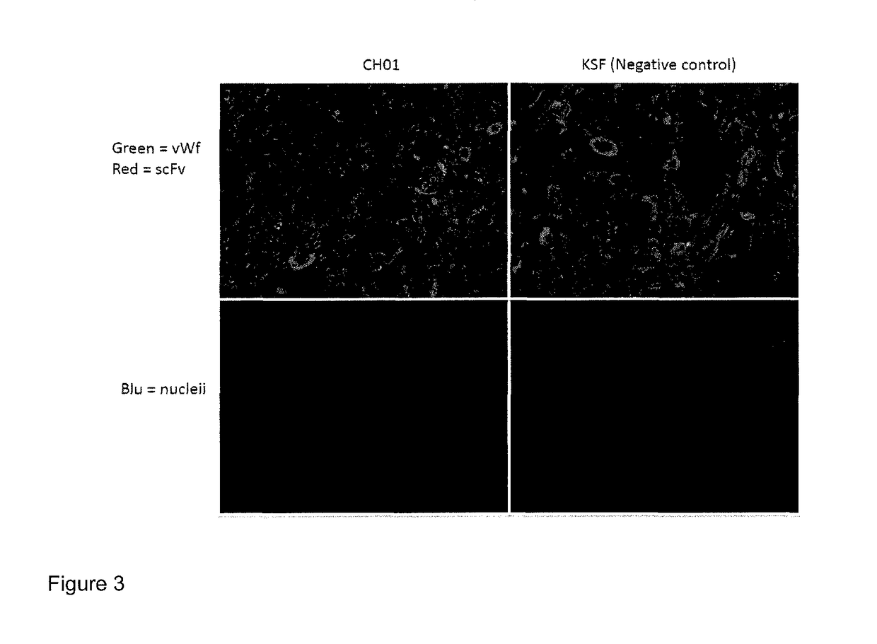 Antibodies for treatment and diagnosis